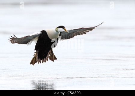 Comune maschio Eider (Somateria mollissima) in volo. Europa Foto Stock