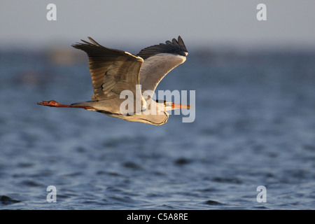 Airone cinerino (Ardea cinerea) in volo Foto Stock