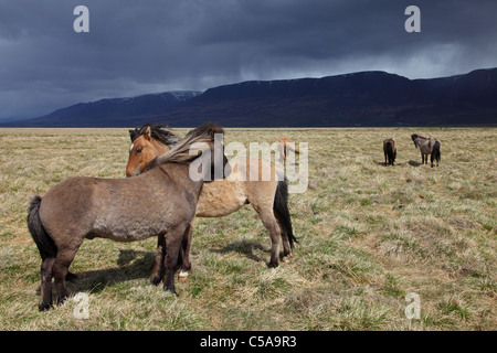 Islandese cavalli, pony Islanda (Equus przewalskii f. caballus) e le montagne. L'Islanda, Europa Foto Stock