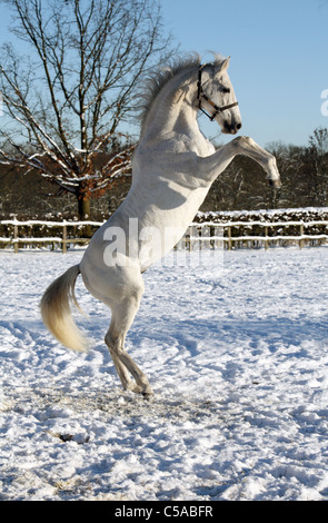 Un cavallo bianco allevamento in un paddock Foto Stock