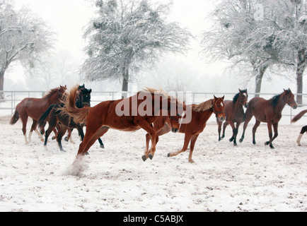 I cavalli in un paddock in inverno Foto Stock