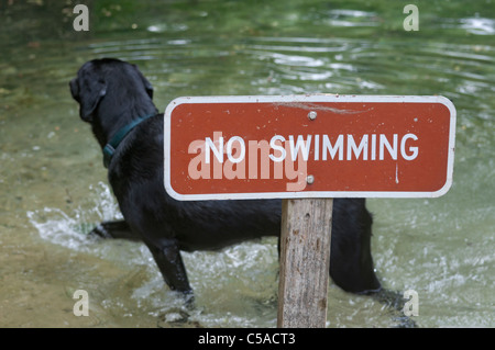 Il Labrador retriever cane scherzosamente recupera bastoni gettato in acqua a Manatee Springs State Park Florida Foto Stock