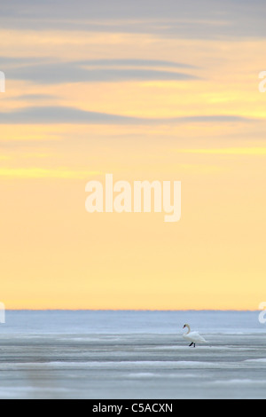 Lonely cigno (Cygnus olor) in piedi sul mare di ghiaccio. Europa Foto Stock