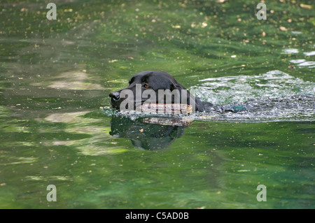 Il Labrador retriever cane scherzosamente recupera bastoni gettato in acqua a Manatee Springs State Park Florida Foto Stock