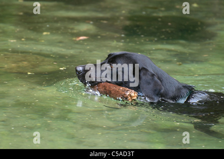 Il Labrador retriever cane scherzosamente recupera bastoni gettato in acqua a Manatee Springs State Park Florida Foto Stock