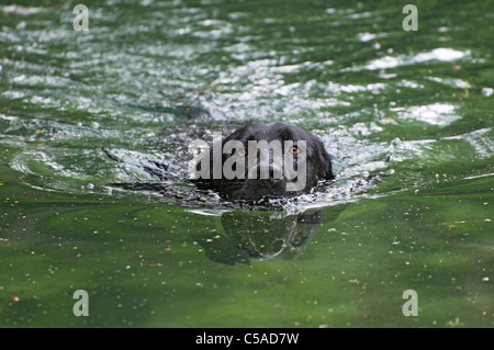 Il Labrador retriever cane scherzosamente recupera bastoni gettato in acqua a Manatee Springs State Park Florida Foto Stock