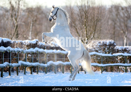 Un cavallo bianco allevamento in un paddock Foto Stock