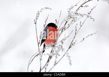 Un bullfinch seduta su una coperta di neve ramoscello Foto Stock