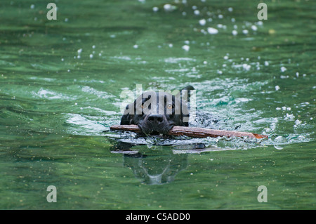 Il Labrador retriever cane scherzosamente recupera bastoni gettato in acqua a Manatee Springs State Park Florida Foto Stock