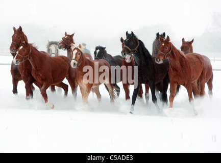 Cavalli al galoppo in un paddock in inverno Foto Stock