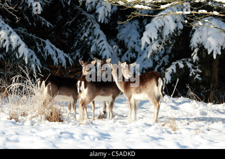 Capriolo in neve Foto Stock