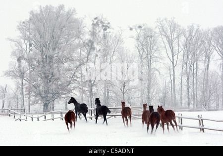 I cavalli in un paddock in inverno Foto Stock