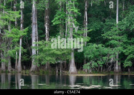 Cipresso calvo alberi lungo la molla girare al lamantino Springs State Park Florida vicino al fiume Suwannee Foto Stock