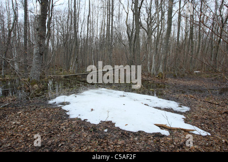 Ultima neve di fusione al suolo della foresta. Puise, Matsalu Natura Park, Estonia Foto Stock