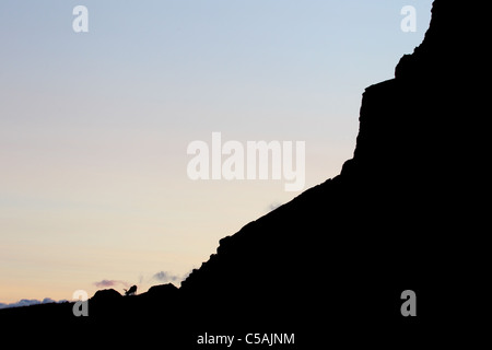 Foto minimalista di renne selvatiche (Rangifer tarandus) Foto Stock