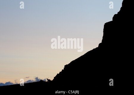 Foto minimalista di renne selvatiche (Rangifer tarandus) Foto Stock