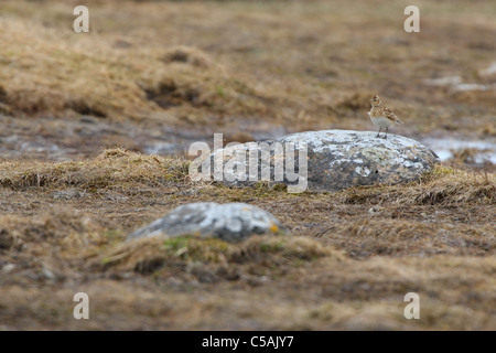 Foto ambientale di allodola Alauda (arvense) seduto sulla pietra. Foto Stock