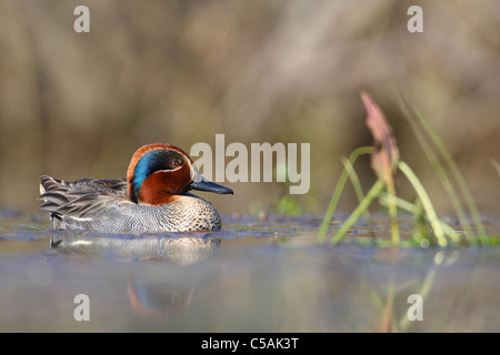 Comune maschio Teal (Anas crecca) Foto Stock