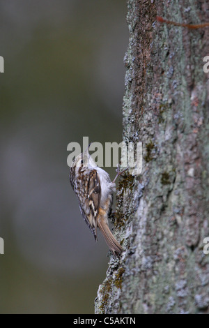 Rampichino alpestre (Certhia familiaris) Foto Stock