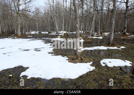 Neve di fusione nella foresta Puise, Matsalu Natura Park, Estonia Foto Stock