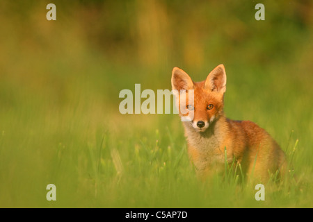 Curioso rosso giovane volpe (Vulpes vulpes). Estate 2011 Foto Stock