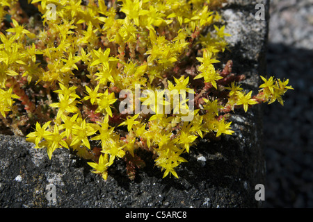 Fiori gialli di Sedum acre nel trogolo alpina nel giardino. Foto Stock