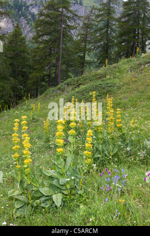 Grande giallo, genziana lutea Gentiana, Alpi Italiane Foto Stock