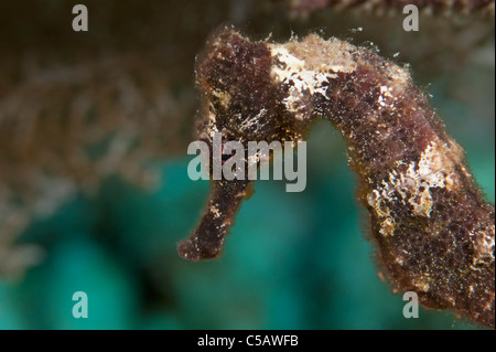 Cavalluccio Marino Longsnout su una scogliera in Little Cayman. Foto Stock