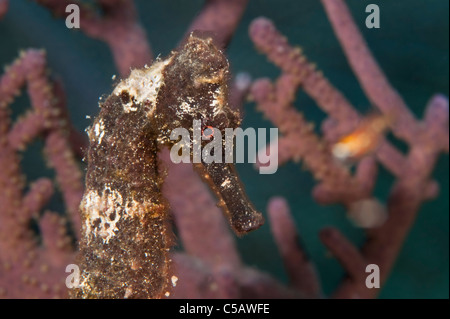 Cavalluccio Marino Longsnout su una scogliera in Little Cayman. Foto Stock