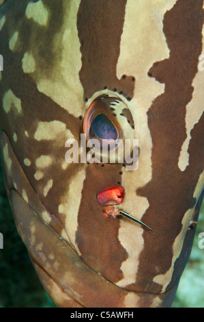 Un Cernie Nassau in corrispondenza di una stazione di pulizia con un detergente ghiozzo su una scogliera in Little Cayman. Foto Stock