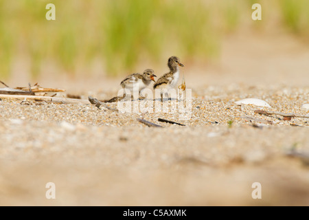 American Oystercatcher - pulcini Foto Stock