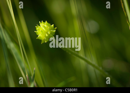 Ranunculus ficaria, noto anche come Lesser celandine. Foto Stock