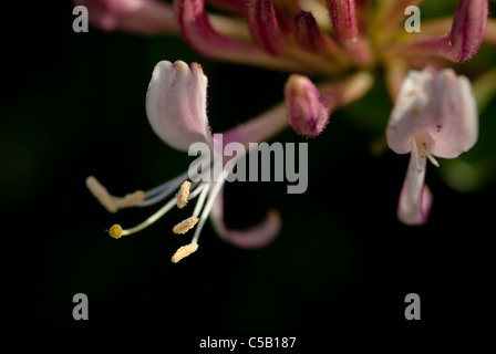 Close up Lonicera periclymenum fiore. Noto anche come caprifoglio. Foto Stock