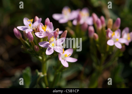 Close up Centaurium erythraea fower. Noto anche come comuni centaury o unione centaury. Foto Stock