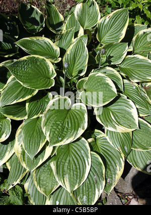 Hosta larga tesa, ombra-tolerant perenne Foto Stock