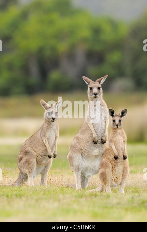 Grigio orientale (Forester) Kangaroo Macropus giganteus gruppo familiare fotografato Tasmania, Australia Foto Stock