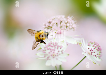 Un europeo Honeybee - Apis mellifera raccogliendo il polline da e Astrantia flower -masterwort Foto Stock