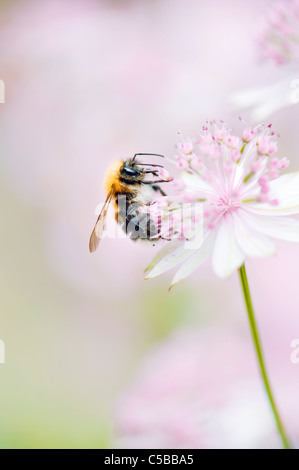 Un europeo Honeybee - Apis mellifera raccogliendo p comunemente noto come Masterwort . Foto Stock