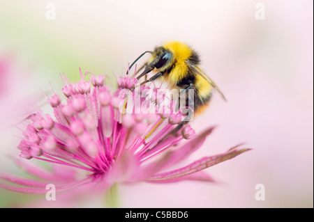 Un europeo Honeybee - Apis mellifera raccogliendo il polline da e Astrantia flower -masterwort Foto Stock