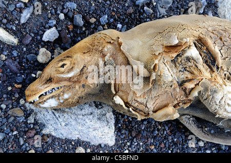 Essiccato o guarnizione mummificati vicino al lago Vanda nella valle di Wright McMurdo valli a secco il Mare di Ross Antartide Foto Stock