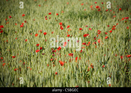 Campo di papavero in modo francese di San Giacomo, El Bierzo regione Castilla y Leon, Spagna. Foto Stock