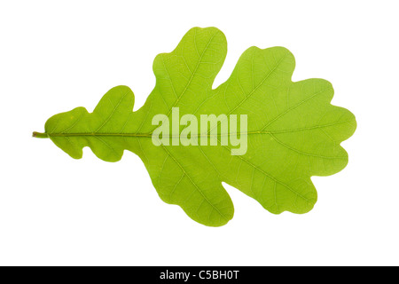 Oak tree leaf isolato su bianco Foto Stock