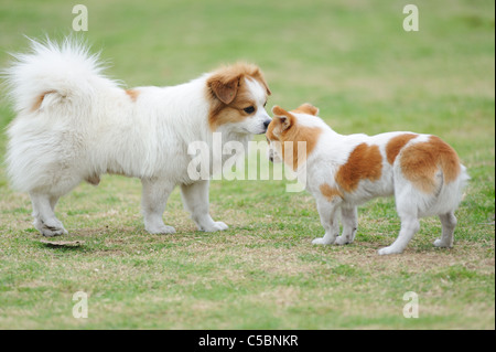 Due cani fissando ciascun altro Foto Stock