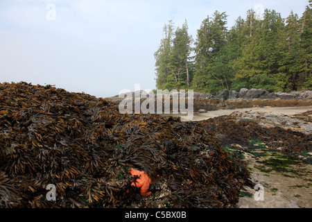 Spiaggia di sabbia con rocce esposte a bassa marea sulla spiaggia vicino a Tofino BC Canada. Alghe e stelle marine esposta su una roccia a bassa marea Foto Stock