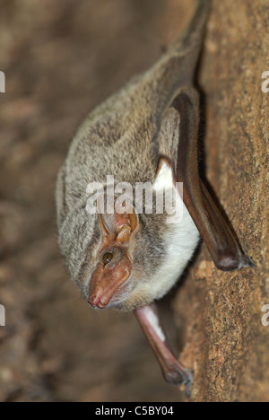 Tomba di Maurizio Bat (Taphozous mauritianus) nella foresta di Ankarafantsika Parco nazionale del Madagascar Foto Stock