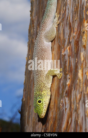 In piedi il giorno Gecko (Phelsuma standingi) nel Cactus spinoso foresta di Reniala Riserva Naturale, Ifaty, occidentale del Madagascar Foto Stock