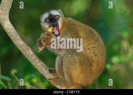 Rosso fiammante lemure marrone (il Eulemur Rufus) alimentazione a Tamarindo in Madagascar meridionale. Foto Stock