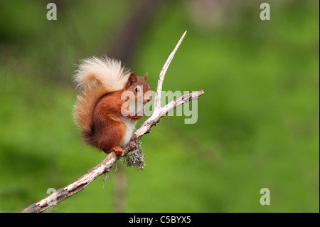 Scoiattolo rosso Sciurus vulgaris seduta appollaiato sul ramo di albero Strathspey, Scozia Foto Stock