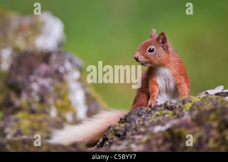 Red scoiattolo (Sciurus vulgaris) arroccato sul registro caduti nel bosco, Strathspey, Scozia Foto Stock