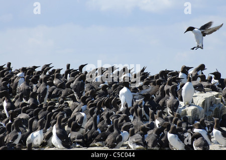 Guillemot in arrivo a terra su un affollato tratto di roccia tra altri guillemots. Farne Islands Foto Stock